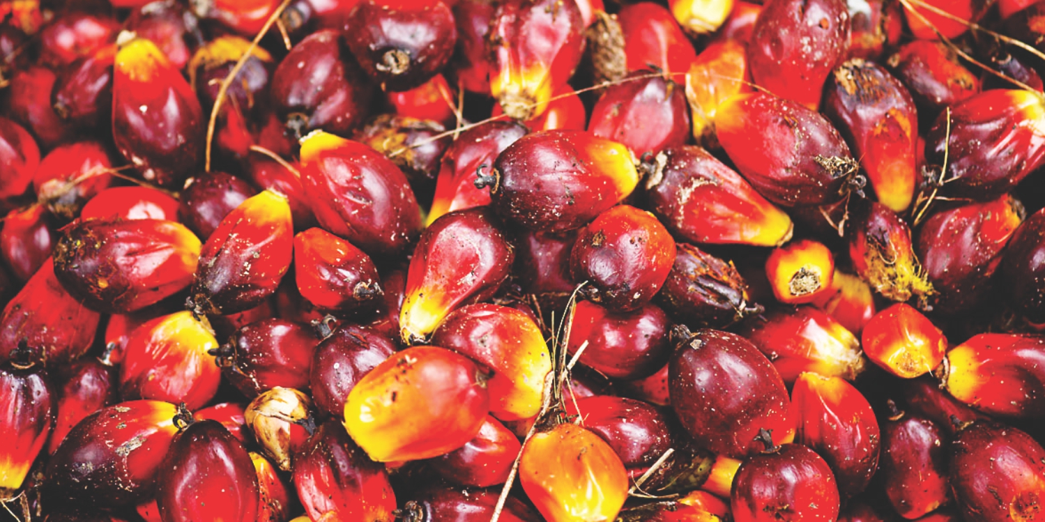 picture of a palm fruit