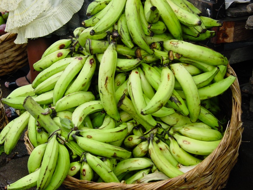 picture of plantain